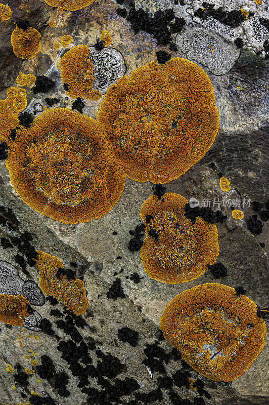 秀丽隐杆线虫(Xanthoria elegans)，俗称优雅的日突地衣(sunburst lichen)，是Teloschistaceae科Xanthoria属真菌的一种地衣种。汉娜角，利文斯顿岛，南设得兰群岛，南极洲。